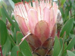 Protea lacticolor flowerhead